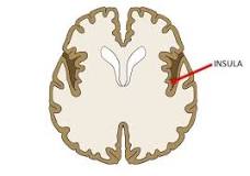 In each hemisphere of the mammalian brain the insular cortex (also insula and insular lobe) is a portion of the cerebral cortex folded deep within the lateral sulcus (the fissure separating the temporal lobe from the parietal and frontal lobes). 