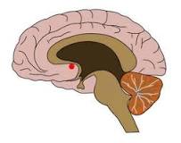 Nucleus accumbens (NAc or NAcc), also known as the accumbens nucleus, or formerly as the nucleus accumbens septi (Latin for nucleus adjacent to the septum)