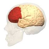  The prefrontal cortex (PFC) is the cerebral cortex which covers the front part of the frontal lobe. 
