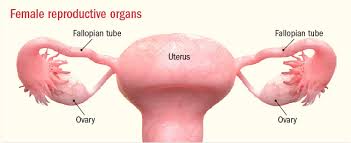 Fallopian tubal block இதற்கு பேலியோவில் தீர்வு கிடைக்குமா